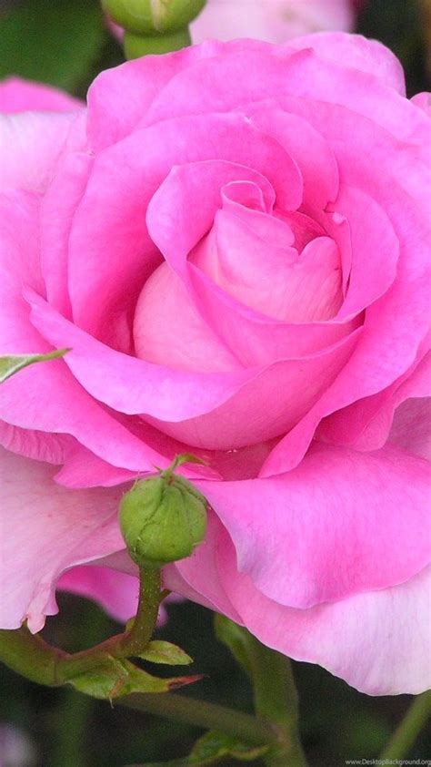 Free Download Rose Flower Wallpaper For Mobile Rose Wallpapers Free