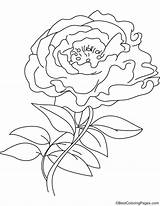 Peony Coloring sketch template