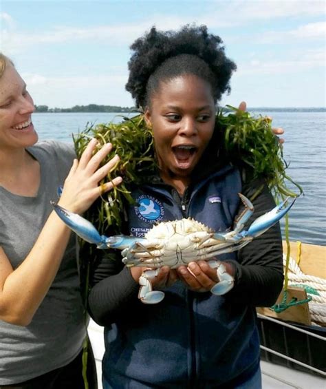 Look Giant Blue Crab Caught In Marylands Chesapeake Bay