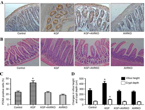 Ahre F Kgfr Signaling Is Involved In Kgfinduced Intestinal