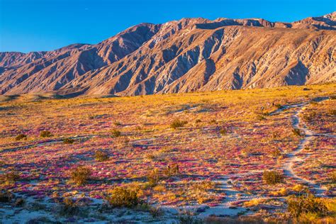 Anza Borrego Desert San Diego Wildflowers Superbloom God Flickr