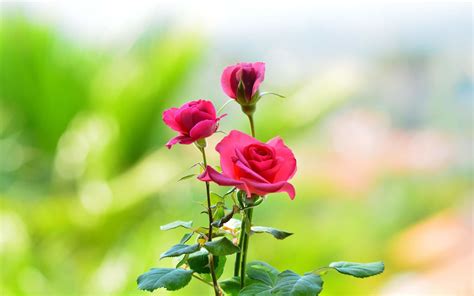 Beautiful Rose Flower Images Best Flower Site