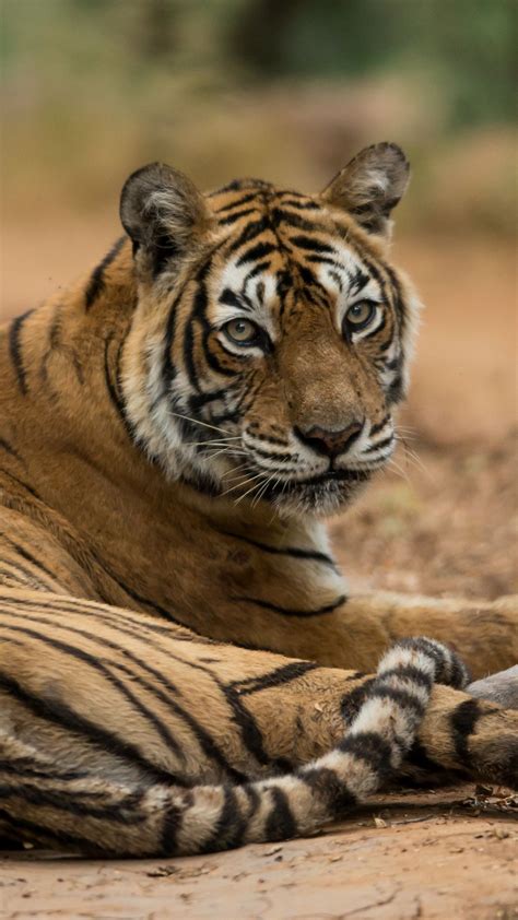 Download Wallpaper 1080x1920 Bengal Tiger Tiger Predator Animal