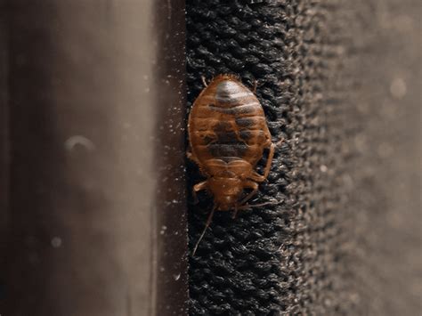 Arizonas Complete Guide To Bed Bugs Bed Bug Faqs And Information