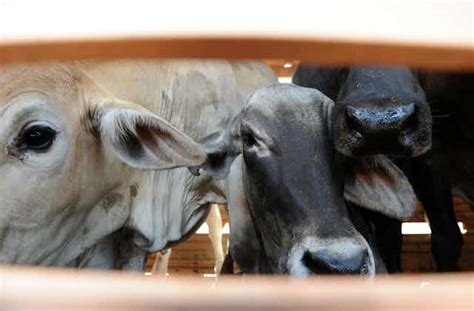 A Ten Year Plan To Phase Out Live Animal Exports