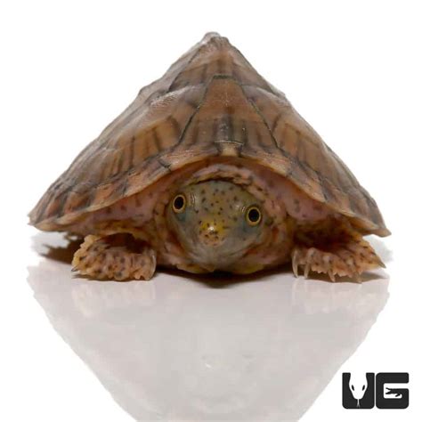 Yearling Razorback Musk Turtles Sternotherus Carinatus For Sale
