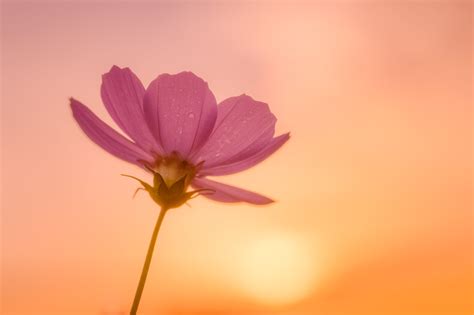 Pink Cosmos Flower At Daytime Hd Wallpaper Wallpaper Flare