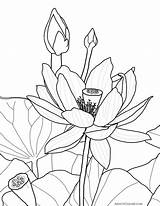 Lotus Flower Lily Coloring Water Blossom Opened Drawing Partially Getdrawings Color sketch template