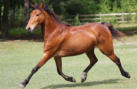 Hackney Horse Characteristics Temperament Price Horsezz