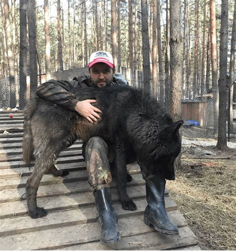 This Russian Man Created A Rehab Center For Wolves And Theyre Clearly