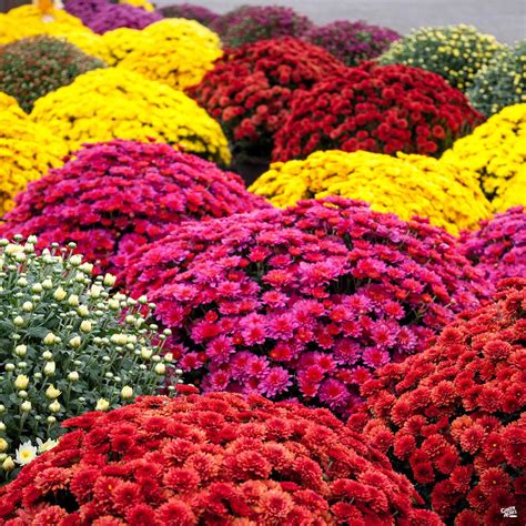 Chrysanthemum — Green Acres Nursery And Supply