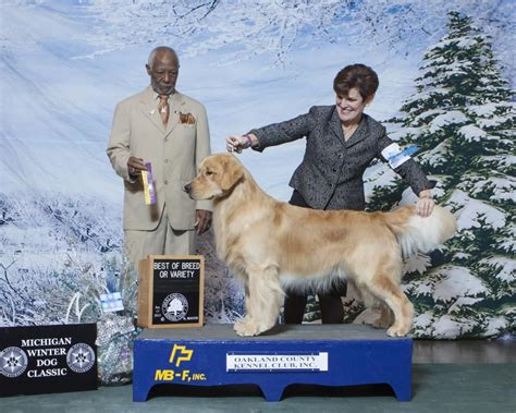 If you're interested in a puppy from ebert goldens llc, please apply. www.poeticgold.com Mystic, Karen Mammano, and judge Eugene Blake (With images) | Golden ...