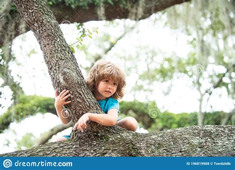 Kids Climbing Trees Outdoors Portrait Of Cute Preschool Boy Child
