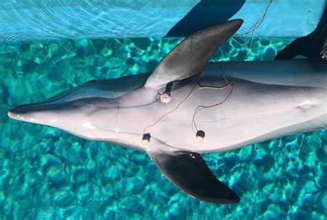 Wie Delfine Die Taucherkrankheit Vermeiden Meeressäuger Können Ihren