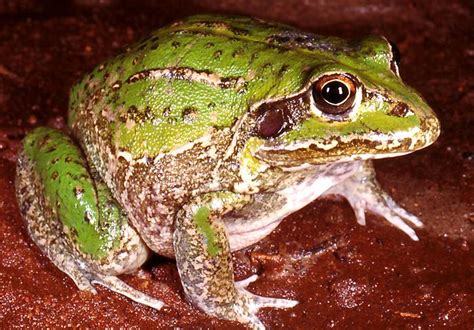 Giant Frog Western Australian Museum