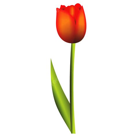 Red Tulip Clipart Transparent Background Beautiful Red Tulip