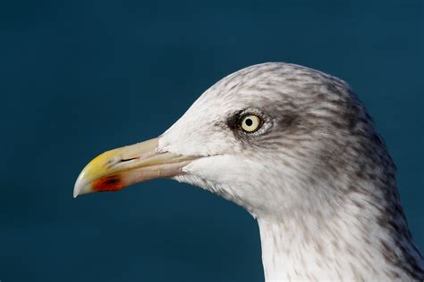 Free Images Sea Bird Wing Seabird Seagull Wildlife Beak Fauna