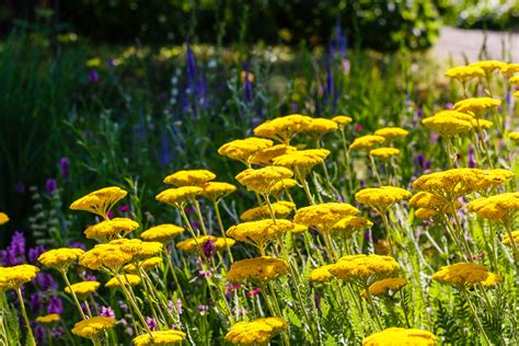 Of course, a hungry deer will eat just about anything. 6 Beautiful and Deer Resistant Perennials | Espoma