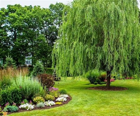 Weeping Willow Tree And Flower Lawn Landscape Designs For Your Home Fast Growing Trees