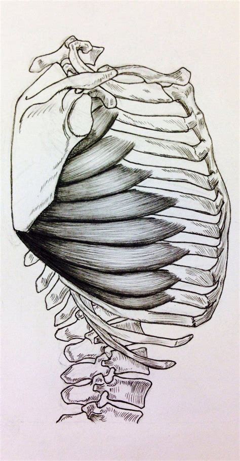 Side View Serratus By Billydoubleu Anatomy Drawing Sketches Anatomy