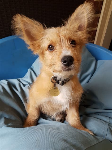 Zenn Small Male Border Terrier X Welsh Corgi Mix Dog In Vic Petrescue