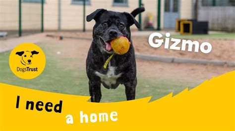 Gizmo The Gorgeous Crossbreed Dogs Trust Manchester Youtube