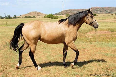 The skin and eyes have champagne traits such as skin. Buckskin Stallion From Right Photograph by Cheryl Poland
