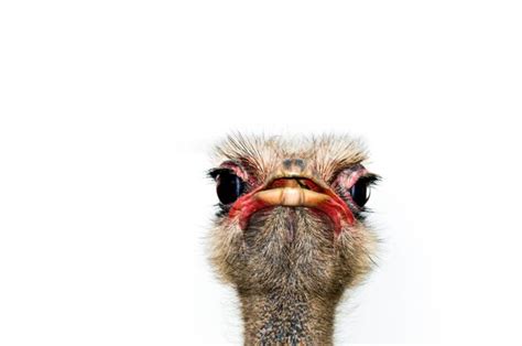 Premium Photo Ostrich Head Closeup On White Background