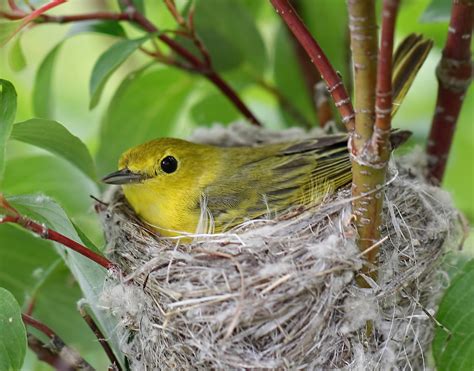 Yellow Warbler - Birds and Blooms