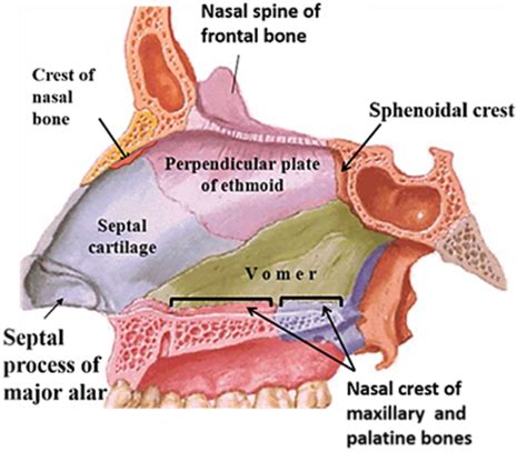 Roof Of Nasal Cavity Bones The Anatomy Of The Nose Dummies The