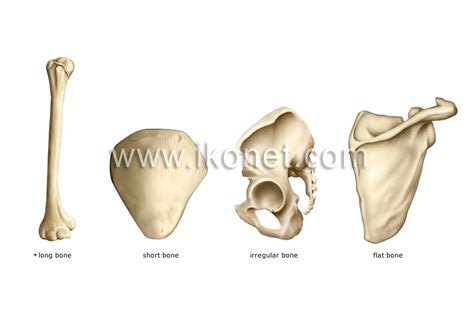 Human Being Anatomy Skeleton Types Of Bones Image