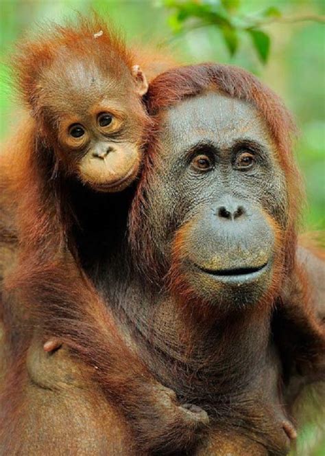 Baby Orangutans Enjoy The Early Years With Mom Baby
