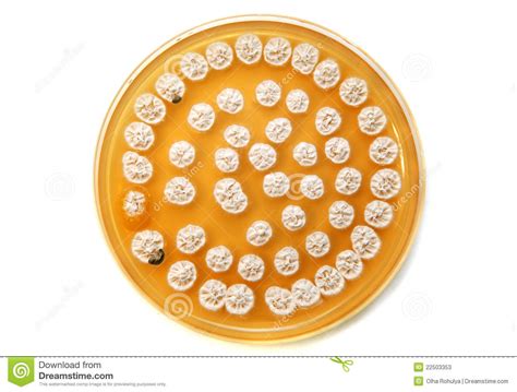 White Fungi On Agar Plate Stock Image Image Of Plate 22503353