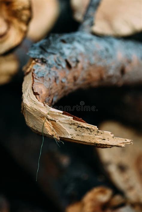 Vertical Selective Shot Of A Broken Thick Tree Branch Stock Photo