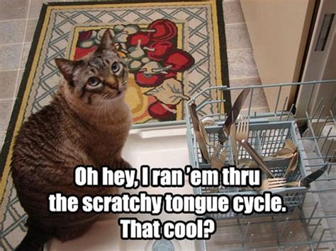 55 Funniest Cat Memes Ever Will Make You Laugh Right Meow Funny Cat