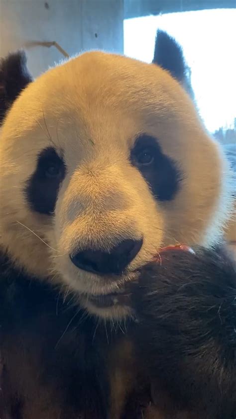 Panda Eating An Apple Sound On Roddlysatisfying