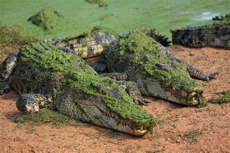 Saltwater Crocodile Australia By Stocksy Contributor Jaydene