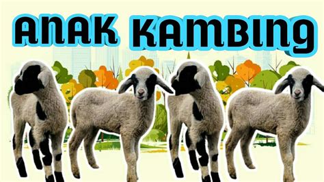 See more of anak kambing on facebook. LAGU ANAK (ANAK KAMBING) #laguterpopuler #laguanak # ...