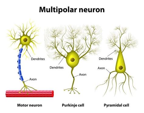 Neurona Multipolar Funciones Tipos Anatomía Neuronas Neurona