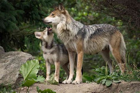 Forest Service Revokes Grazing Permit Over Death Of Mexican Gray Wolf