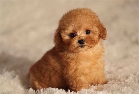 Teacup Poodle Facts Size Price Colors Breeders And More Marvelous Dogs