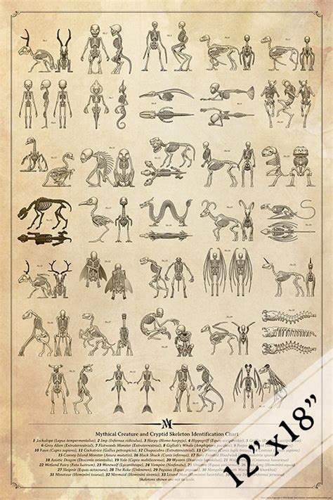 Mythical Creature And Cryptid Skeleton Identification Chart Etsy In