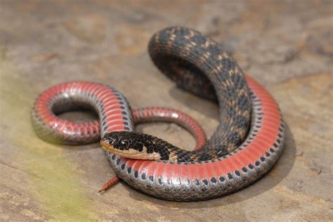 Kirtlands Snake State Threatened Snake Exceedingly Rare I Flickr