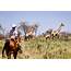 Ride Arabian Horses On An Endurance Safari In Namibia  Equus Journeys
