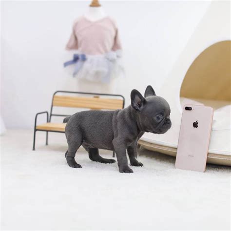 Rhinestone Mini Blue French Bulldog Tiny Teacup Pups Designer