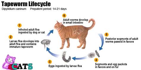 Tapeworms In Cats Symptoms Treatment Prevention Catsfud