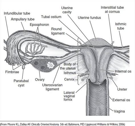 Ob Gyn Anatomy Primer Pocket Obstetrics And Gynecology