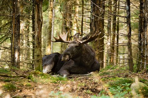 What Animals Live In The Taiga Worldatlas