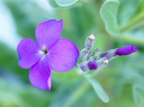 4 Petal Purple Flower Best Flower Site