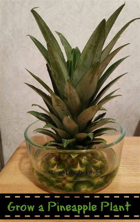 How To Cut A Pineapple Off The Plant Swohto
